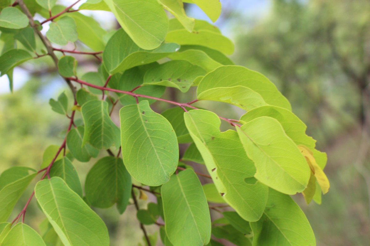 Terminalia anogeissiana Gere & Boatwr.